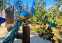 श्रीपुरमा रहेको मयुर वनः आन्तरिक पर्यटनको केन्द्र बन्दै