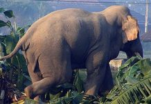 जंगली हात्तीको आक्रमणबाट एक हप्तामै करिब ८ लाख ६ हजारको क्षति