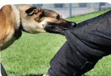 त्रियुगा ५ मा कुकुरको आक्रमणबाट १० जना घाइते, स्थानीयवासी त्रासमा