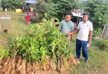 १० सामुदायिक वन समूहलाई फलफूलका बिरुवा वितरण